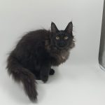 Dema-male-maine-Coon-cat-puppy-for-sale-1 (3)