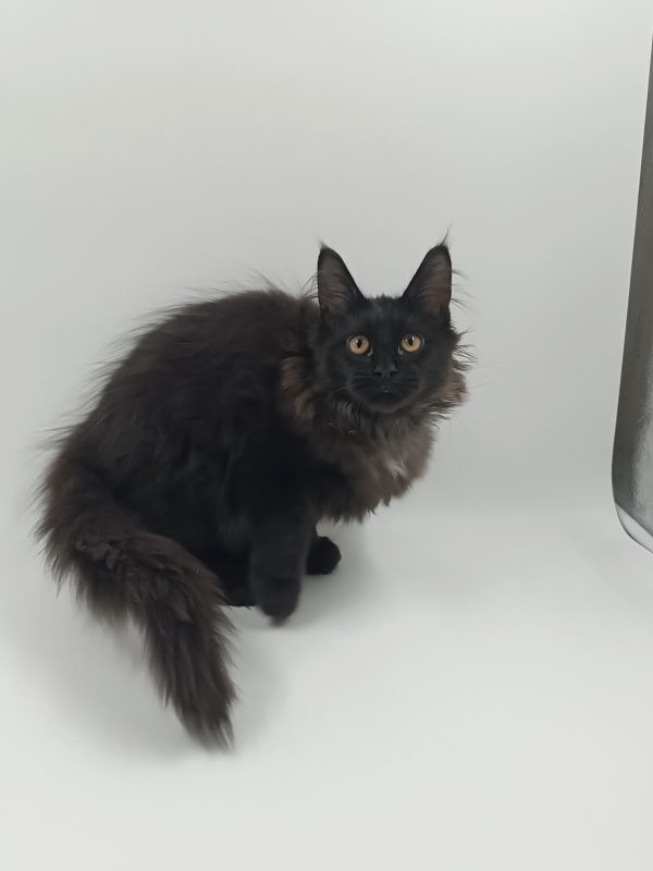 Dema Maine Coon