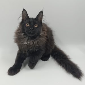 Dema Maine Coon
