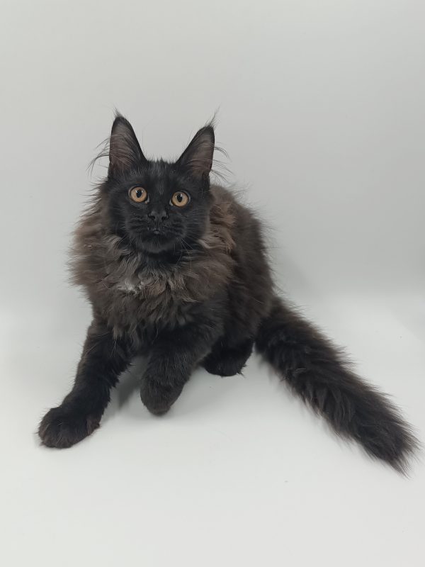 Dema Maine Coon