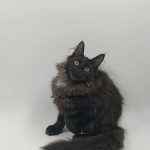 Dema-male-maine-Coon-cat-puppy-for-sale-1 (5)