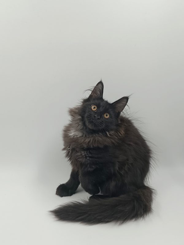 Dema Maine Coon