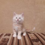 Garfield-male-maine-Coon-cat-puppy-for-sale-1 (1)