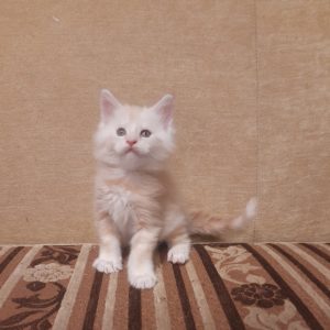 Garfield Maine Coon
