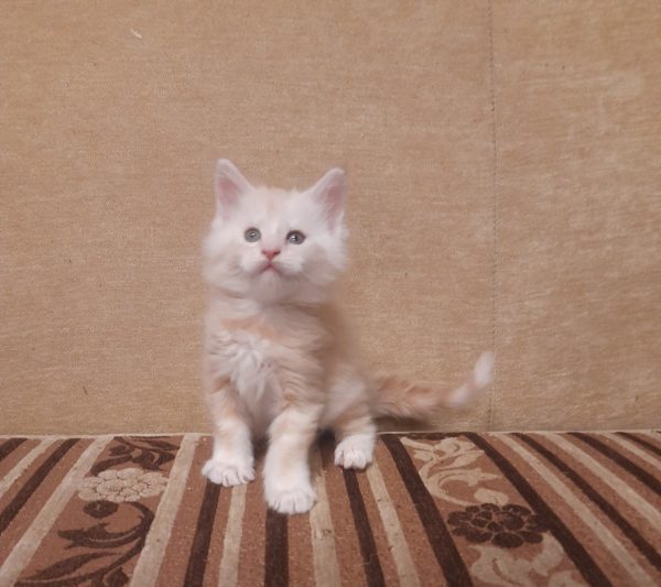 Garfield Maine Coon