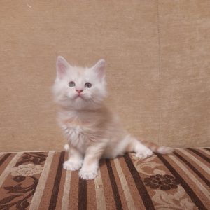 Garfield Maine Coon