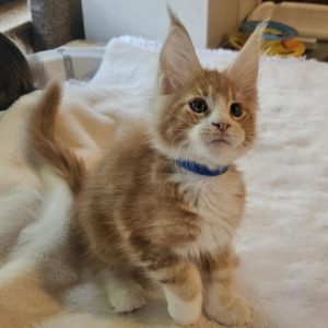 Godwin Maine Coon