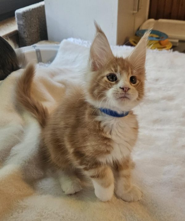 Godwin Maine Coon