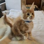 Godwin-male-main-coon-kitten-for-sale-2