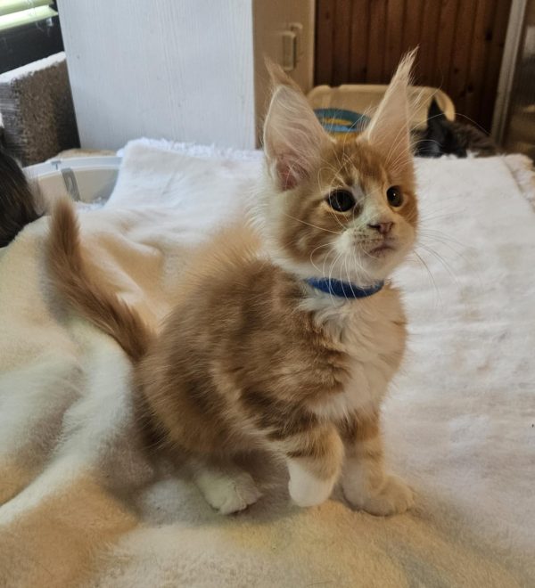 Godwin Maine Coon
