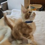 Godwin-male-main-coon-kitten-for-sale-3