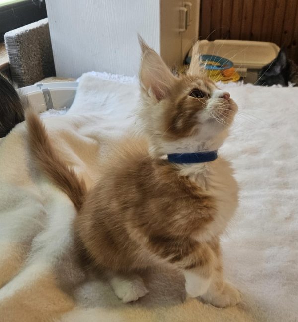 Godwin Maine Coon