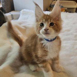 Godwin Maine Coon