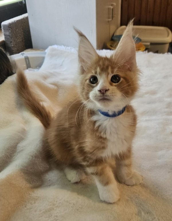 Godwin Maine Coon