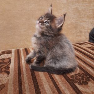 Goofy Maine Coon
