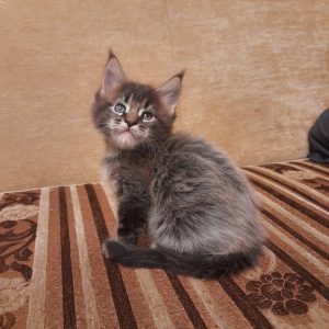 Goofy Maine Coon