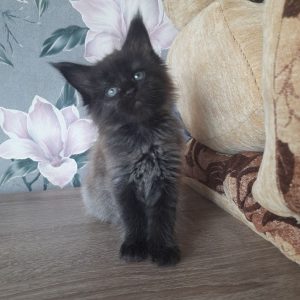 Greifa Maine Coon