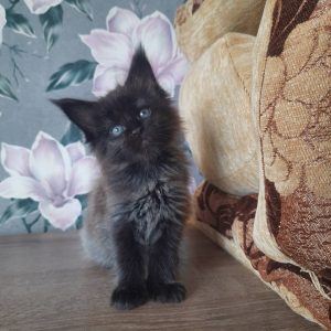 Greifa Maine Coon