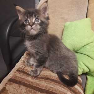 Gummi Maine Coon