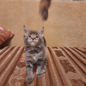 Hutsul Maine Coon