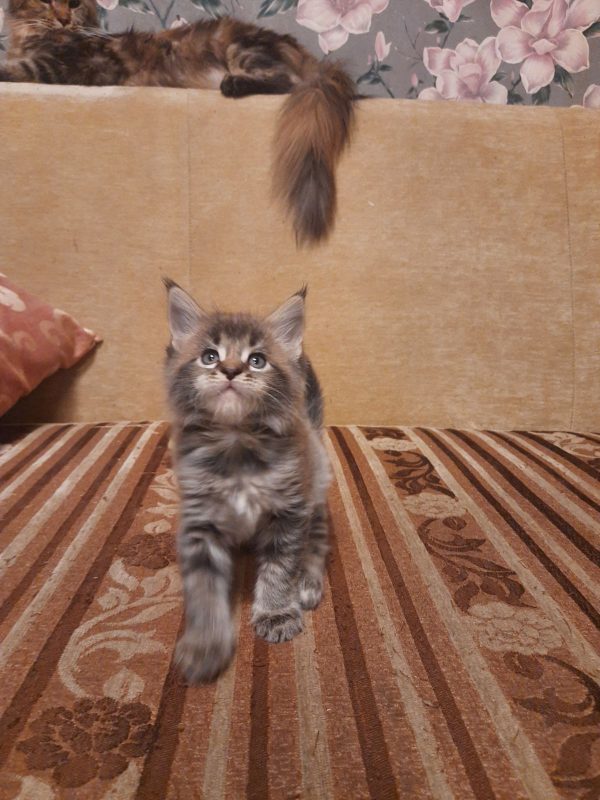Hutsul Maine Coon