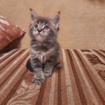 Garfield Maine Coon