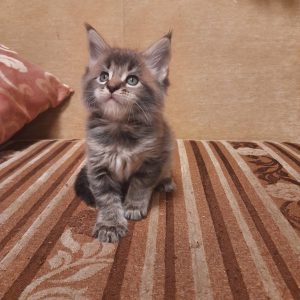 Hutsul Maine Coon