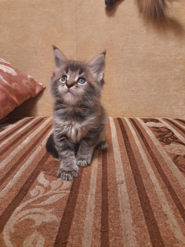 Hutsul Maine Coon