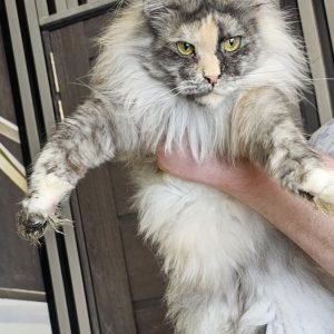 Jasmine Maine Coon