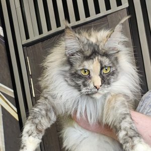 Jasmine Maine Coon