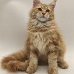 Jolly-female-maine-Coon-cat-puppy-for-sale-1 (1)