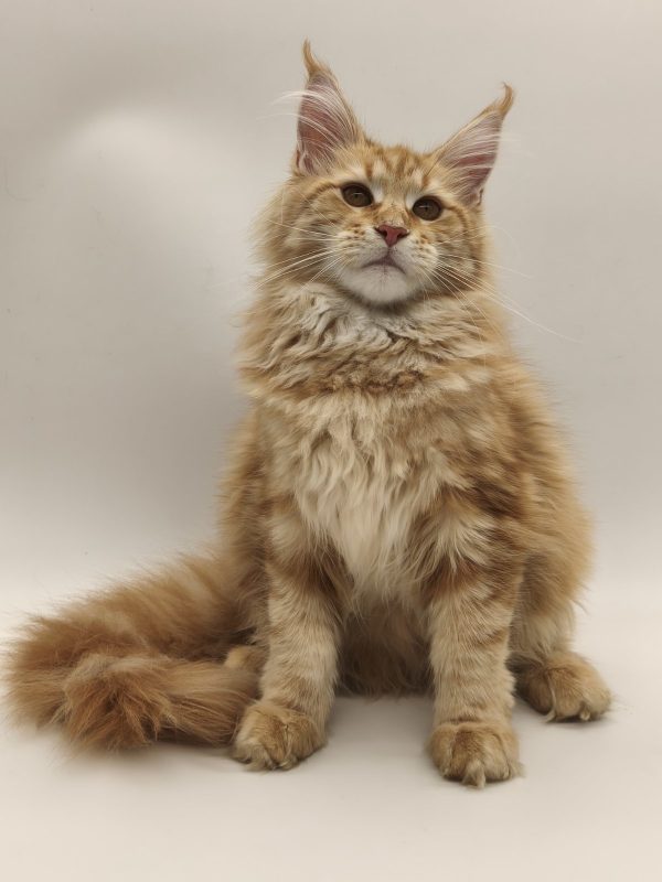 Jolly Maine Coon