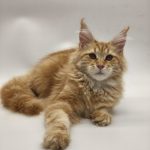 Marvel Maine Coon