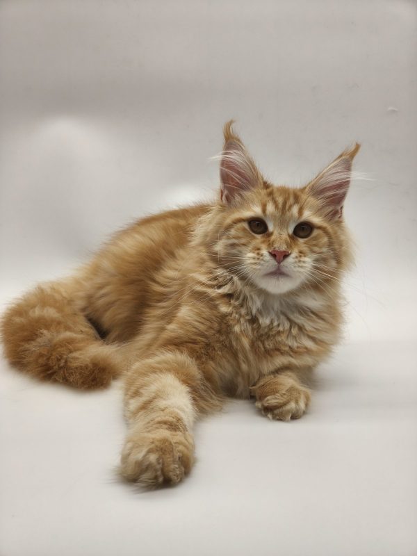 Jolly Maine Coon