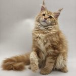 Jolly-female-maine-Coon-cat-puppy-for-sale-1 (3)