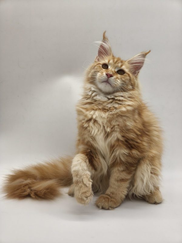 Jolly Maine Coon