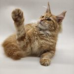 Jolly-female-maine-Coon-cat-puppy-for-sale-1 (4)