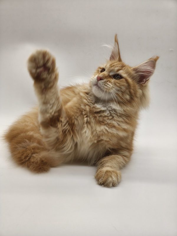 Jolly Maine Coon