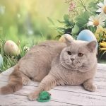 King-male-British-Shorthair-cat-puppy-for-sale-1 (1)