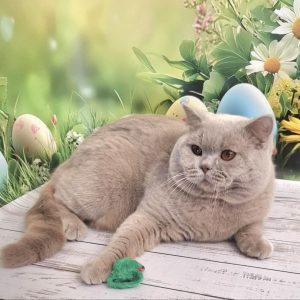 King British Shorthair