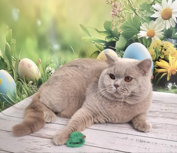King British Shorthair