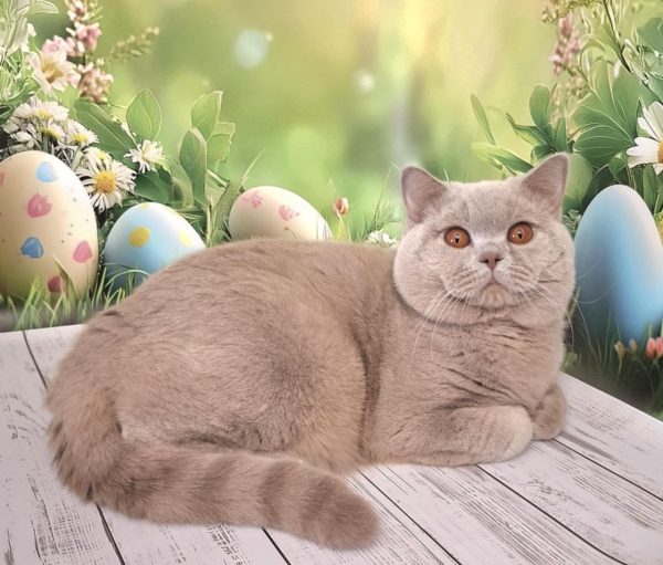 King British Shorthair