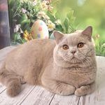 Graf British Shorthair