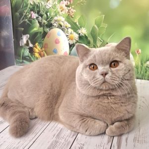 King British Shorthair