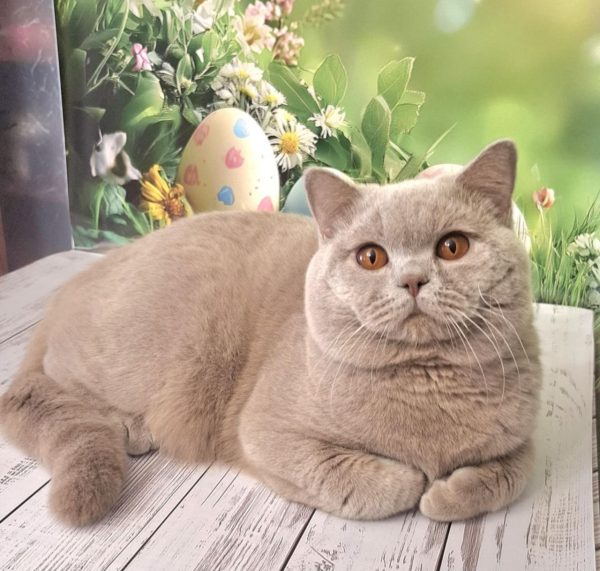 King British Shorthair