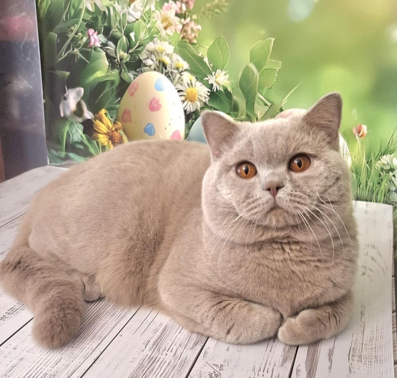 King British Shorthair