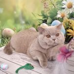King-male-British-Shorthair-cat-puppy-for-sale-1 (4)