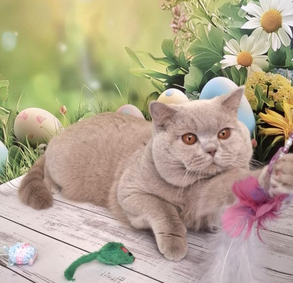 King British Shorthair