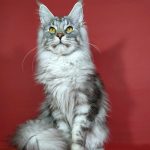 Romeo Maine Coon