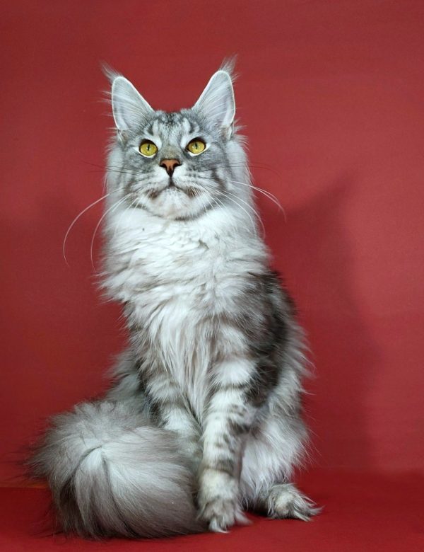 Klever Maine Coon